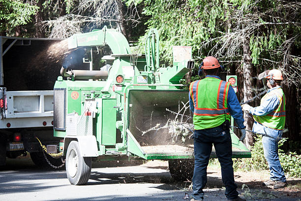 Reliable Lexington, KY Tree Services Solutions